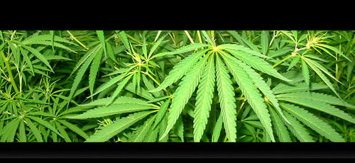 Semillas de marihuana es un blog dedicado a las distintas variedades del cannabis