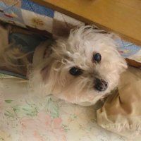 はー (@small_hana_t) 's Twitter Profile
