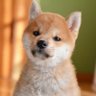 inumovie's profile picture. 犬が大好きです。
ここでは、犬の動画サイトへのリンクをつぶやきます。