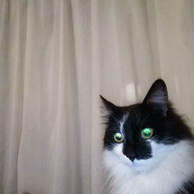 JanKnapen4's profile picture. 