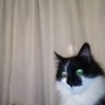 JanKnapen4's profile picture. 