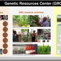 IITA Genetic Resources Center (@iitagenebank) 's Twitter Profile