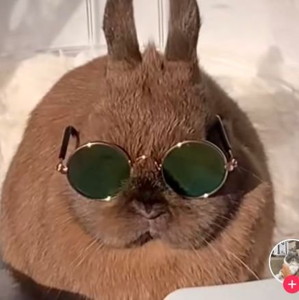 Conejitos para alegrar tu díaさんのプロフィール画像