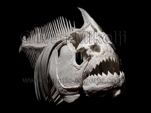 DcF1sh's profile picture. 