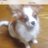 獅子丸のアイコン