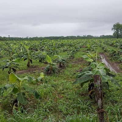 JosueMonsalbe's profile picture. yogex 😎