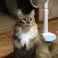 ロックオン理論FX! ドル円/ポンド円予測 (@fx_teacher_shun) 's Twitter Profile Photo