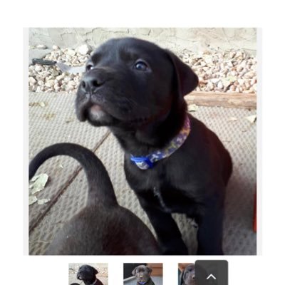 burkeules1's profile picture. 