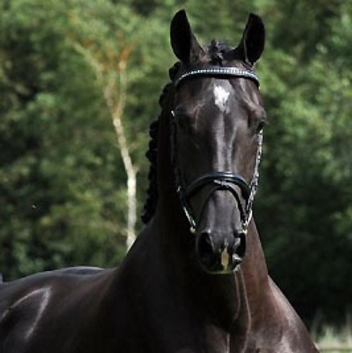 stalrozenburg's profile picture. 