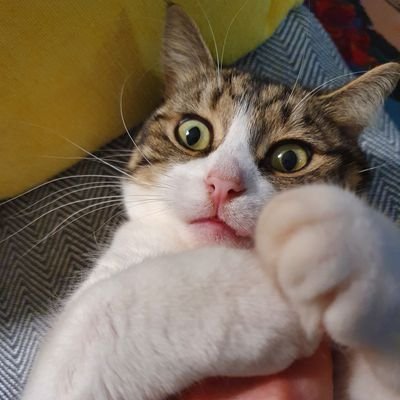 MrThomasCat Profile Picture