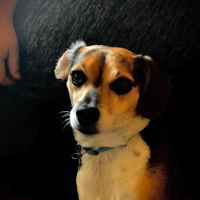 Kelly80444676's profile picture. Deep blue girl in a crimson red state. Retired teacher, active musician. Lover of animals. Proud mama.