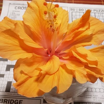 gldottavio2020's profile picture. 