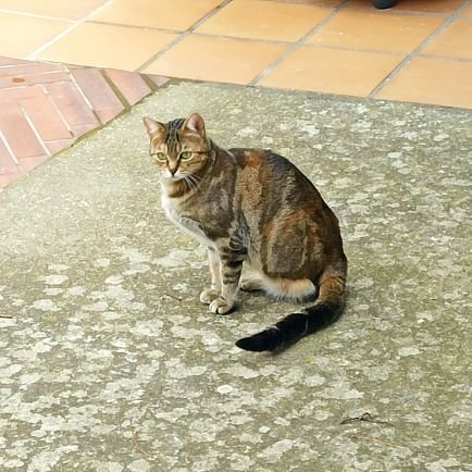 misikopunk's profile picture. 