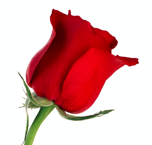 Premium Long Stem roses direct from Equador FREE delivery Toronto, Pickering & Ajax Follow us for ideas & Promos
Bulk orders for weddings & parties