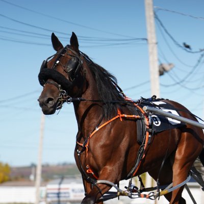 Divisional track record-setter across Maritimes, undefeated in 2020. Enjoys carrots.
