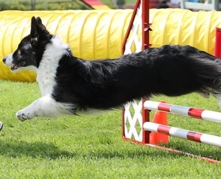 Dogsport coach. Jump and fitness training for agility excellence. Anti-fascist.