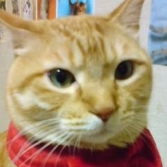 猫が大好き 11 1クレー記念碑 ブルガリア 11 2パークインドネシアのパピリオン ジャカルタ 11 3クレムリン ニジニ ノヴゴロド