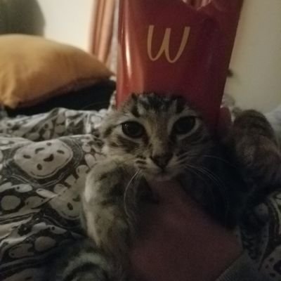 fluttershy_com's profile picture. he/they
minor