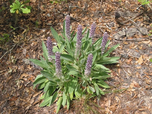 isharlynn's profile picture. Inactive account..started a new one for a social media management course that will force me to post! @Percolata - focused on web curation, info organization