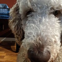 Ice Phoenix (@halfpastcrazy21) 's Twitter Profile