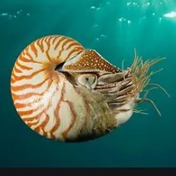 Fact_opus's profile picture. Random facts about octopus, squid, nautilus, and cuttlefish.
Oxford comma 👍👍 #science 
Engage with your 🌎. Get out in nature 🌊. Be present in your body 🐙🦑