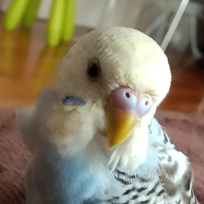 さいたま市浦和区上木崎付近で誤ってインコを屋外へ出してしまいました。
ぴちゃんぴーちゃん、ぴよぴよ(ヒヨコみたいな鳴きまね)とおしゃべりします。
人に慣れており人差し指や腕を出すと乗ってくれます。
些細な情報でもかまいませんので、ご連絡、警察へ届け出いただければと思います。切実にお願い致します。。
#迷子
#埼玉県