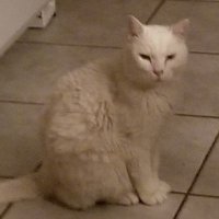 Anthony (Gaudy) (@unrealgaudy) 's Twitter Profile