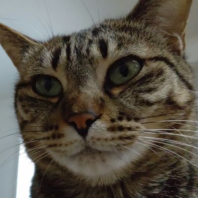 猫執事
ポケモンGOばっかりやってます
青色チーム トレーナーレベル50
ポケモン交換出張します!
好きなポケモン
クチート/ザングース/サーナイト