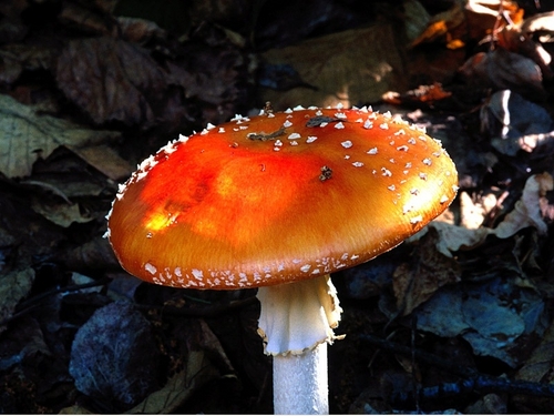 pinu_jahan's profile picture. I'm a follower of Mohammad Bayazeed Khan Panni who identified Dajjal. Mohammad (SM) told about that since 1400 years ago. Resist Dajjal & be immortal.