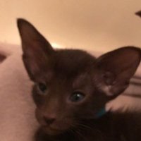 Orinoco The Cat(@OrinocoHavana) 's Twitter Profile Photo