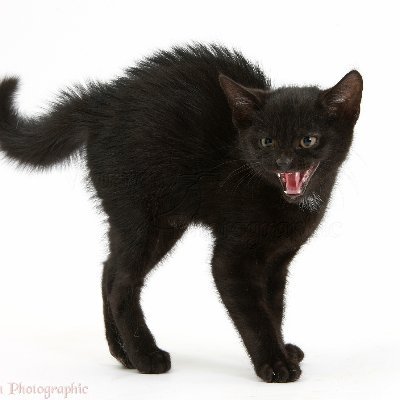 AngrySurfinbird's profile picture. Für Konsum, Technologie und Wissenschaft | Gegen Kapitalismus und Faschismus | verheiratet |  interessiert an neuen Erfahrungen | he/him