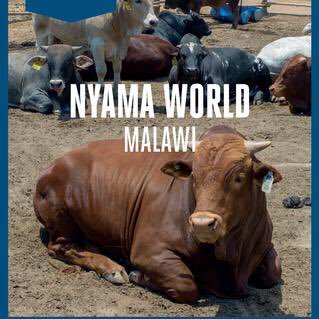 Involved in complete Livestock Value Chain-Malawi