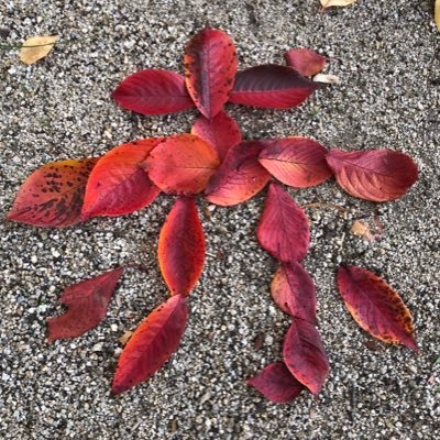 Red_Torchic's profile picture. 秋は傘のように