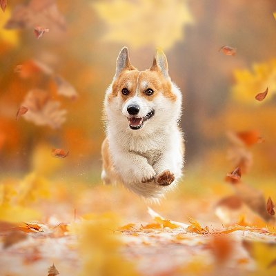 if u are love corgi and wanna get some unique......
then u can visit here-
https://t.co/mWMhnZ5yrn