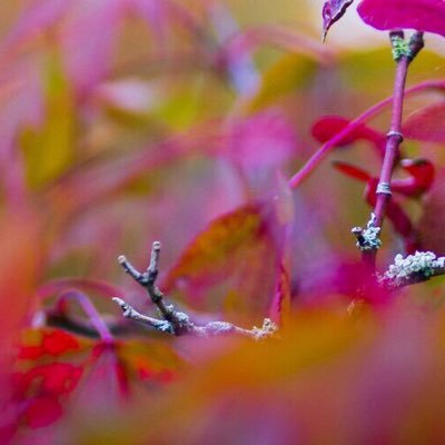 rubytigerliz's profile picture. Development and funding for heritage projects and organisations - landscape, marine, buildings, biodiversity, culture and community #heritage #funding