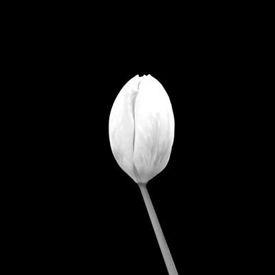 Ambitious.
#puredilema #art #fineart #fineartphotography #artoftheday #blackandwhitephotography #tulip