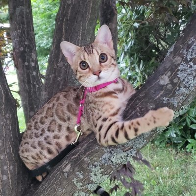 💥Welcome 2 Planet🪐Cokes!💥
w/ Coco a 👧 Bengal🐈
Come & follow her Adventures!
https://t.co/WFItXcM9lG
🐾😻🐾...
#meowpositive2023
#CatsOfTwitter