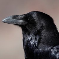 Raven Firethief (@rfirethief) 's Twitter Profile