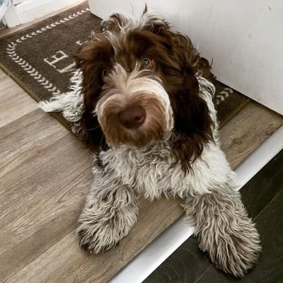 I'm just a cute cockapoo