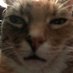 whats going on (@chromacat115) Twitter profile photo whats going on (@chromacat115) Twitter profile photo