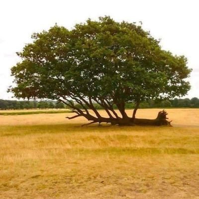 أخصائي رعاية تنفسية