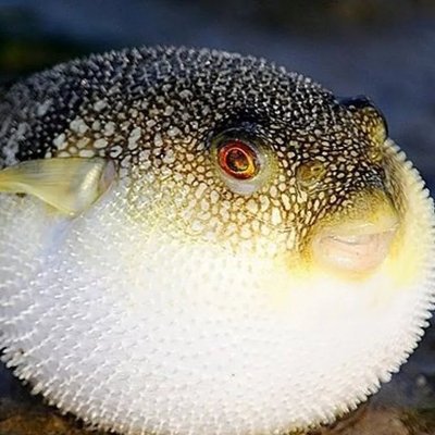 AniNeurax's profile picture. Retweeting cute girls (and pretty boys) because i can