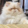 chukune0322's profile picture. つくねとしじみとごま