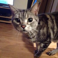 ねこねこね (@nekonekoneeeee3) 's Twitter Profile