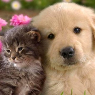 martinezlarosa1's profile picture. Amo a los gatitos y los perritos