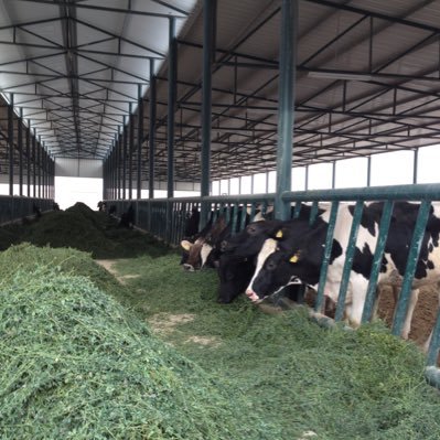 مزرعة الأحمد لتربية الأبقار وإنتاج الألبان الكويت للاستفسار : 99882266 965+