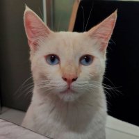 Lord Mankee (@lord_mankee) 's Twitter Profile