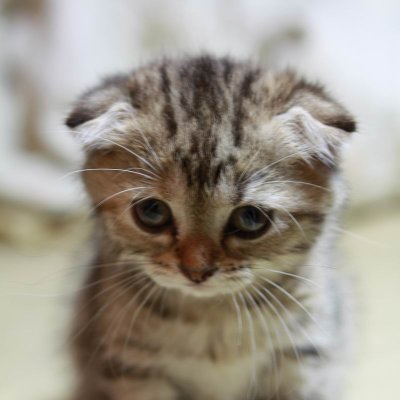 仮名（仮）（不具合中？） Profile