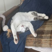 Glenn (@cave_goblins) 's Twitter Profile