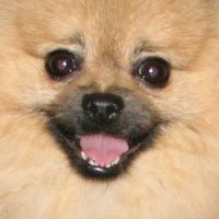 Jennifer Kanady (@wingdwarior4k9s) 's Twitter Profile